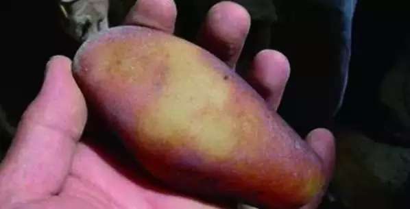 漲知識，玉也能騙人！照玉手電筒照出真相